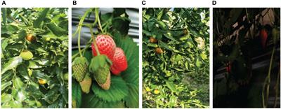 An improved YOLOv5s model using feature concatenation with attention mechanism for real-time fruit detection and counting